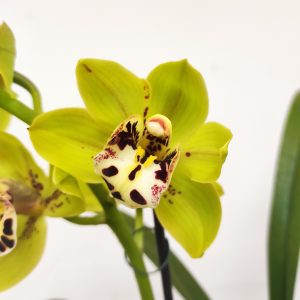Cymbidium Semi-Pendula 2 Hastes