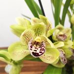 Cymbidium Semi-Pendula 2 Hastes