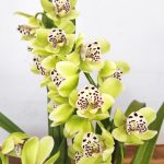 Cymbidium Semi-Pendula 2 Hastes