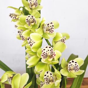 Cymbidium Semi-Pendula 2 Hastes