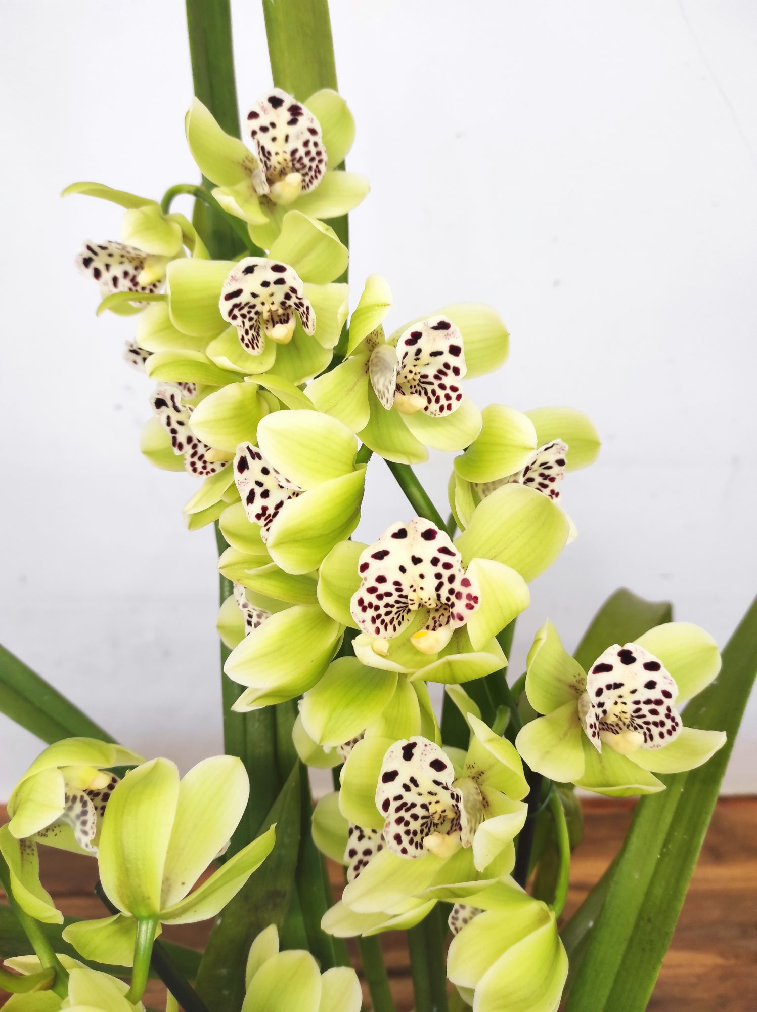 Cymbidium Semi-Pendula 2 Hastes