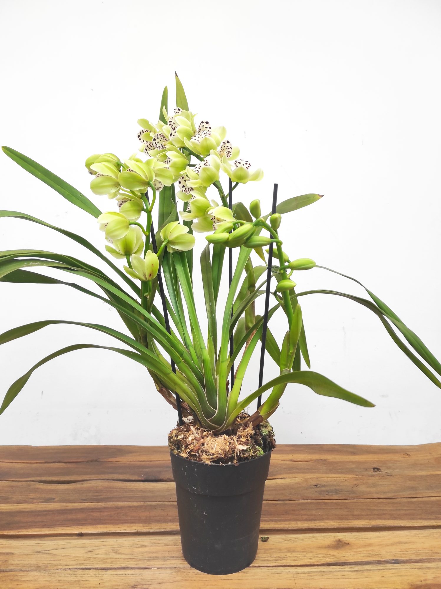 Cymbidium Semi-Pendula 2 Hastes - Image 2