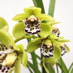 Cymbidium Semi-Pendula 2 Hastes
