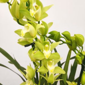 Cymbidium Tiger - 2 Hastes