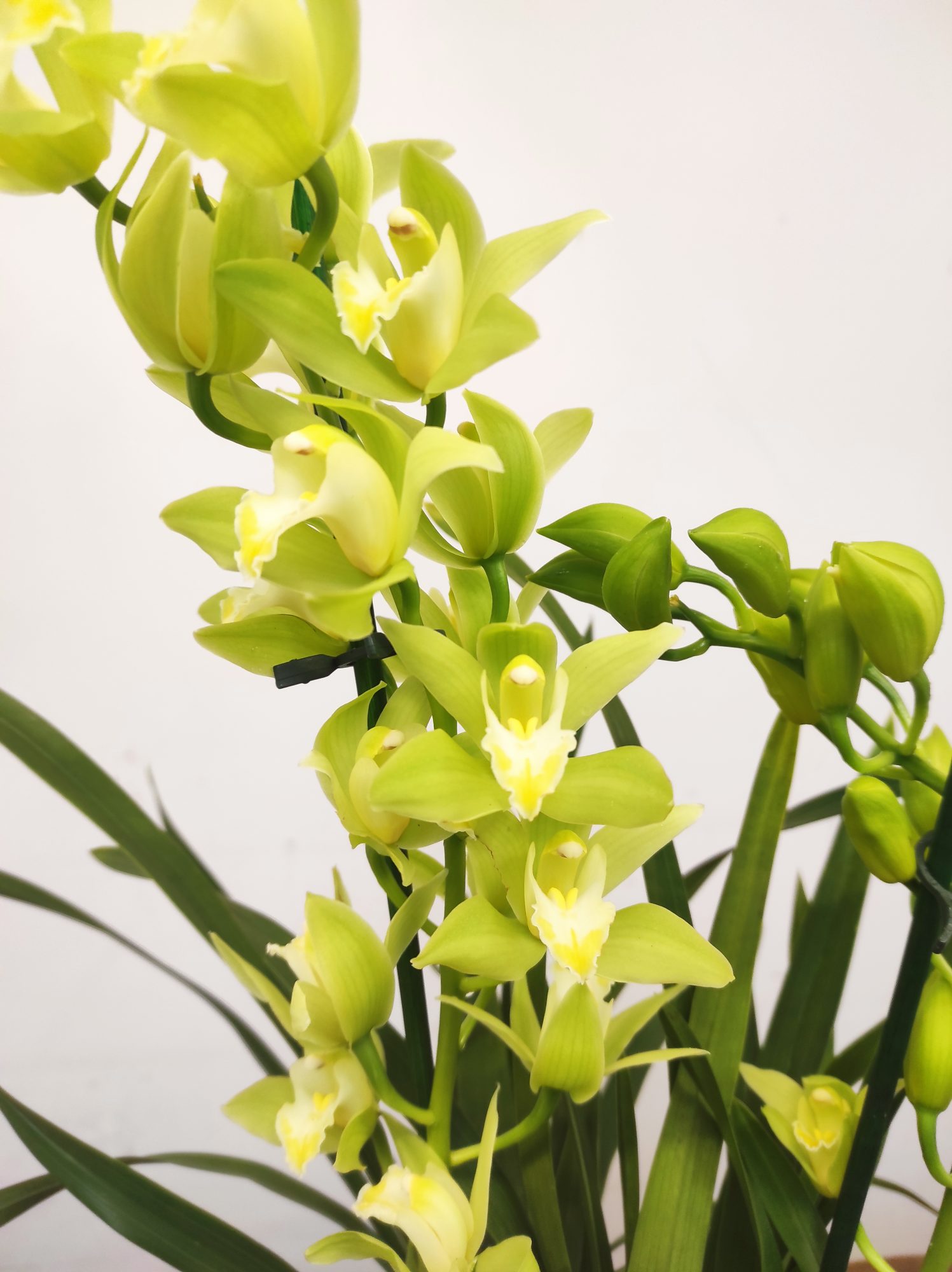 Cymbidium Tiger - 2 Hastes