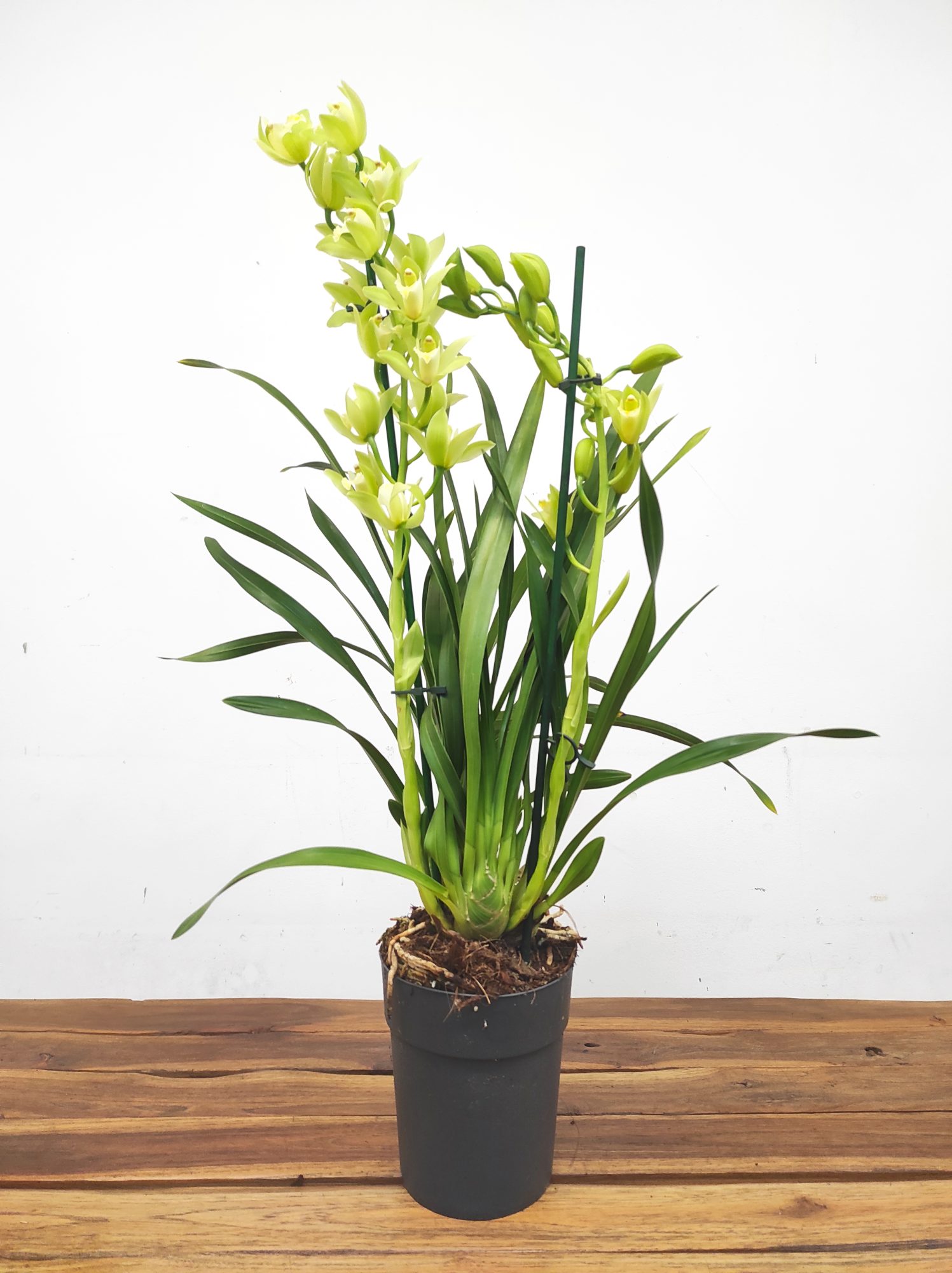 Cymbidium Tiger - 2 Hastes - Image 2