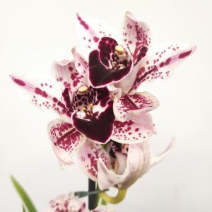 Cymbidium Jessica Especial - 2 Hastes