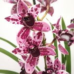 Cymbidium Jessica - 2 Hastes