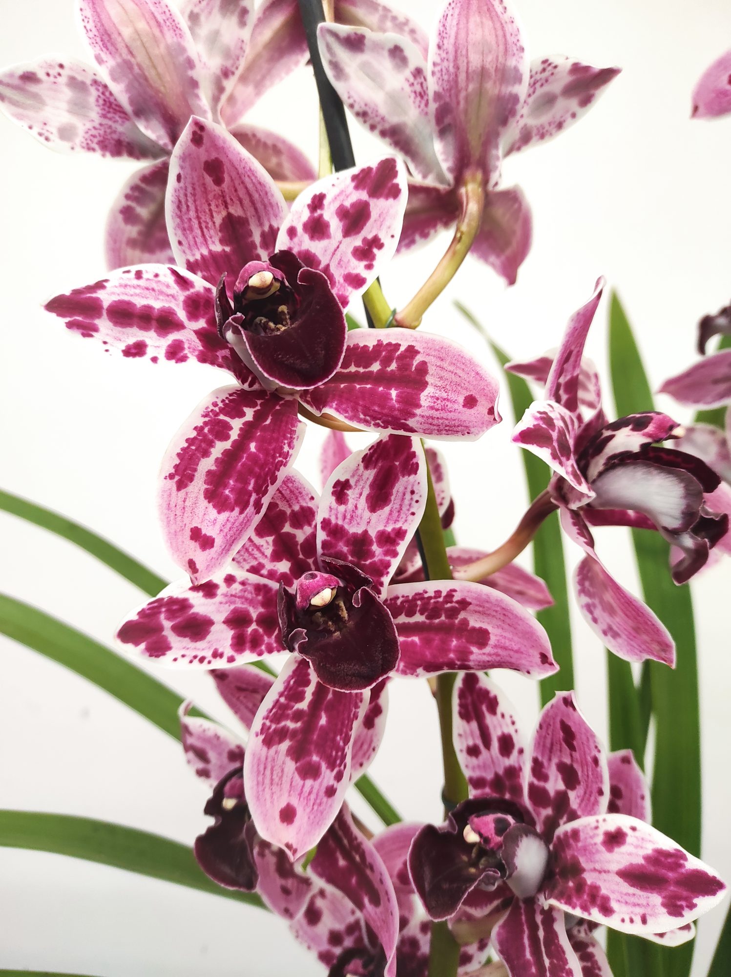 Cymbidium Jessica - 2 Hastes