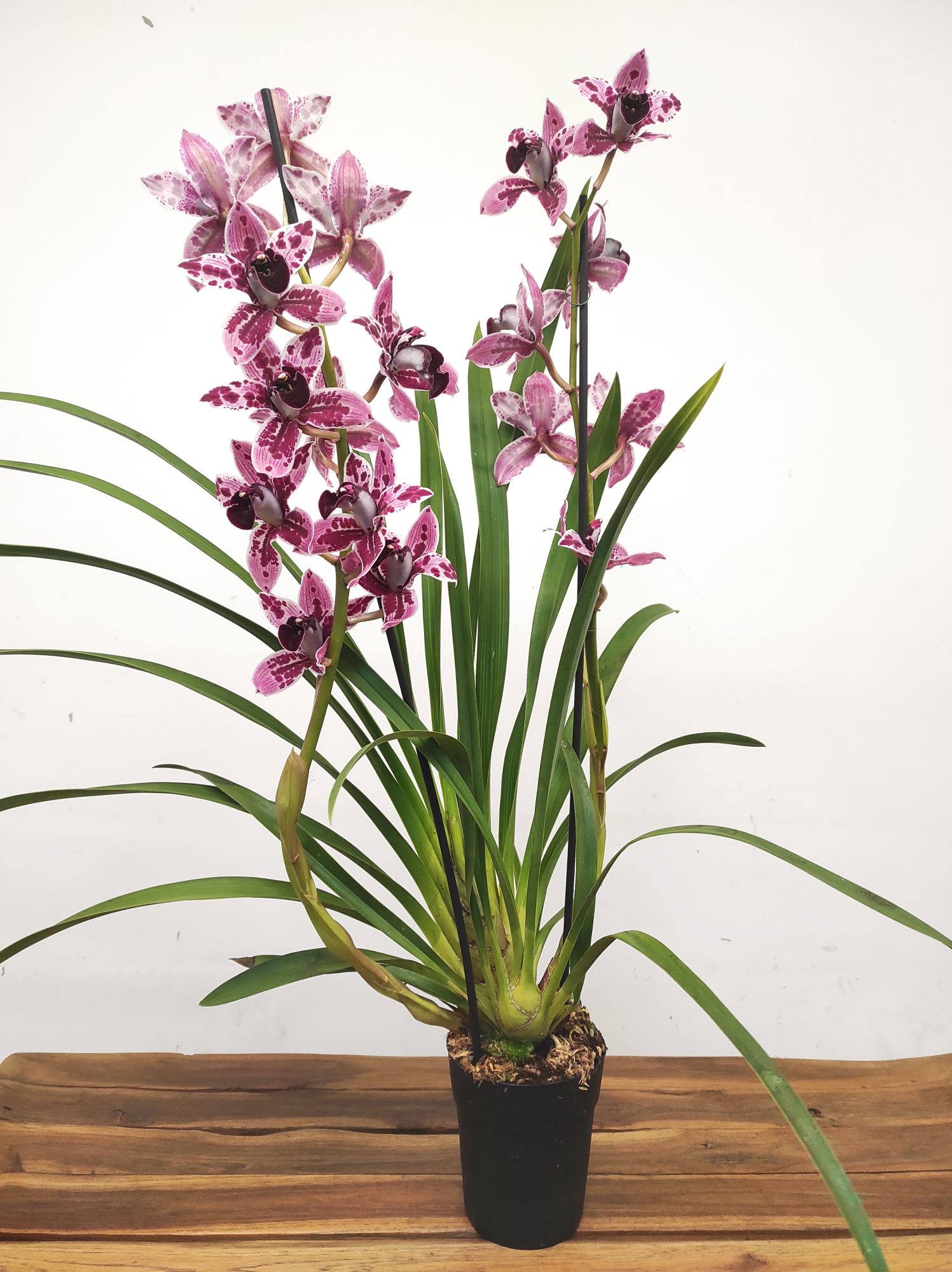 Cymbidium Jessica - 2 Hastes - Image 2