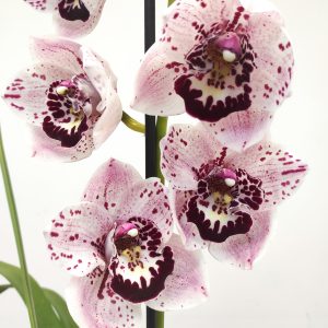 Cymbidium 'Winterbreak' - 1 Haste