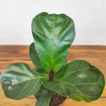 Ficus Lyrata Bambino