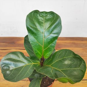 Ficus Lyrata Bambino