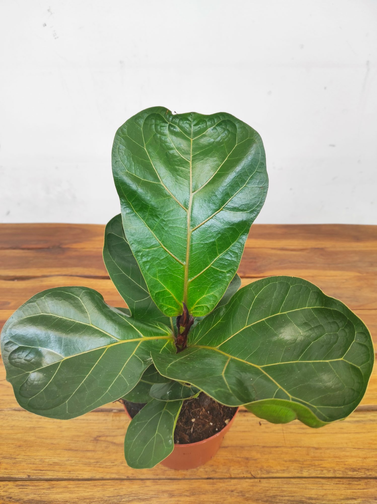 Ficus Lyrata Bambino