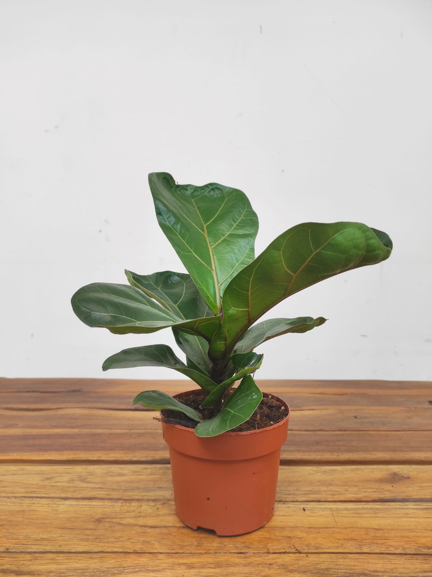 Ficus Lyrata Bambino - Image 2