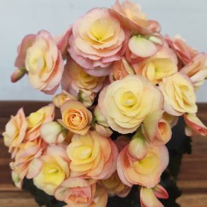 Begonia Elatior V.14