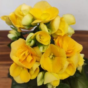 Begonia Elatior V.14