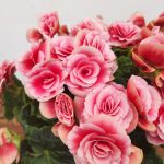 Begonia Elatior V.14