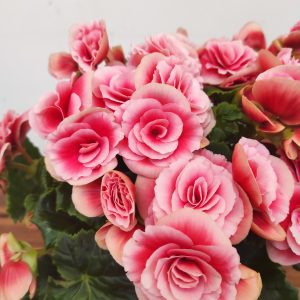 Begonia Elatior V.14