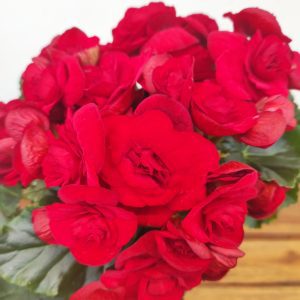 Begonia Elatior V.14