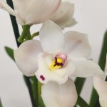 Cymbidium 2 Hastes - V.14