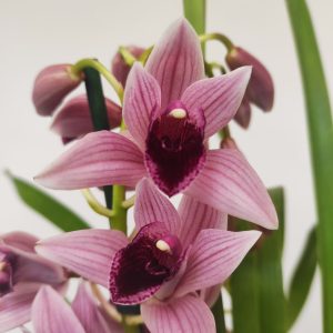 Cymbidium Devon Wine 'Million Veil'