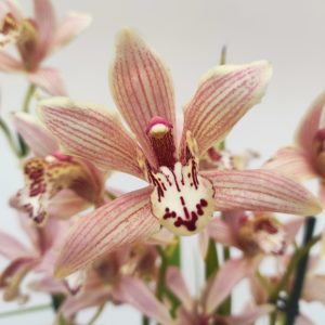 Cymbidium 2/3 Hastes - V.14