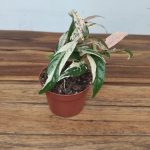 Ficus Sagittata 'Variegata Pink'