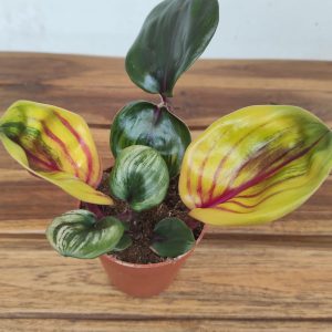 Geogenanthus Ciliatus 'Aura Flame'