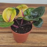 Geogenanthus Ciliatus 'Aura Flame'