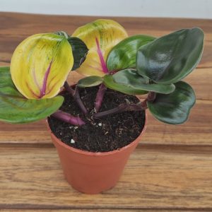 Geogenanthus Ciliatus 'Aura Flame'