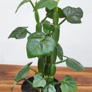 Cissus Quadrangularis