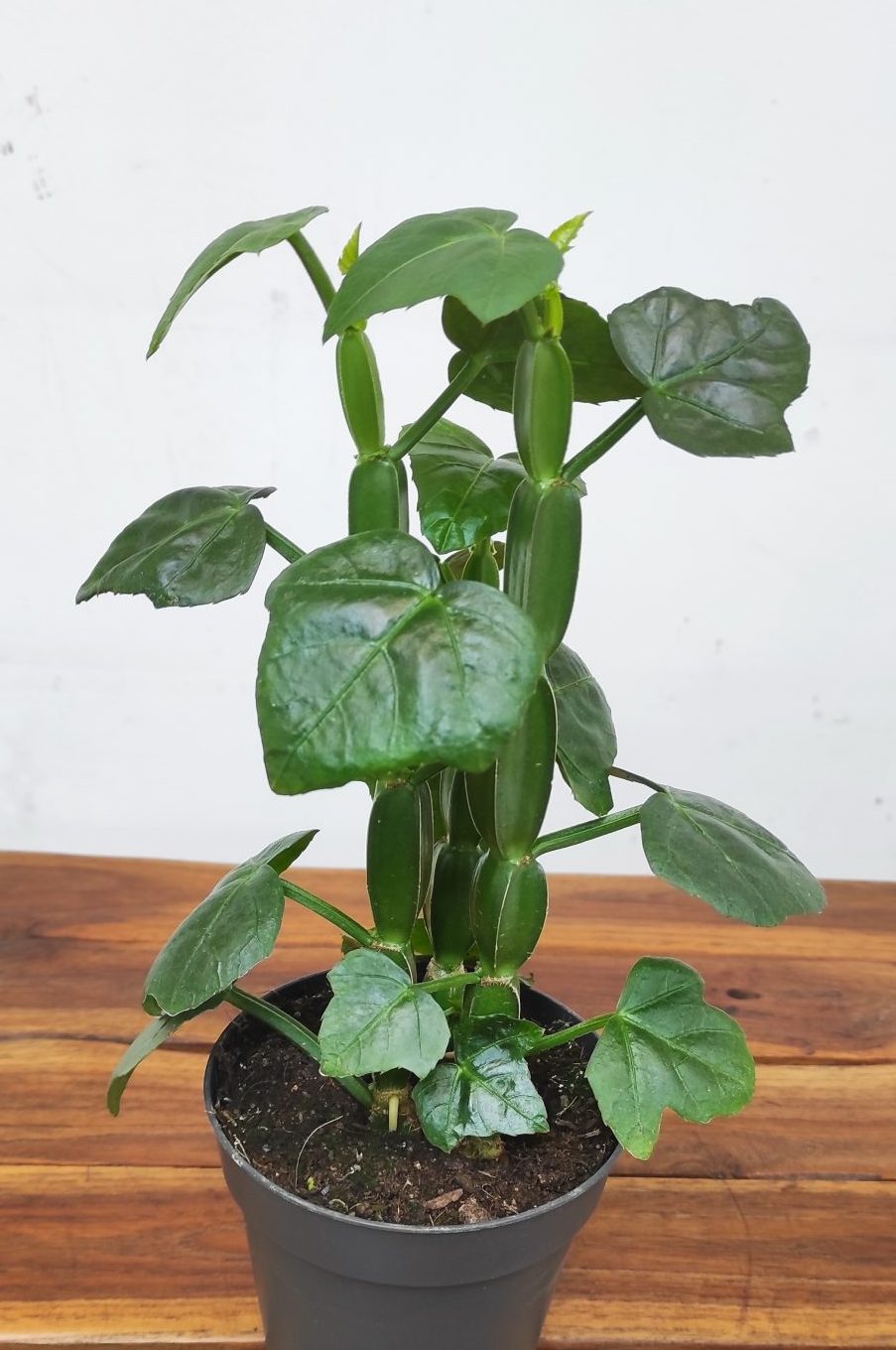 Cissus Quadrangularis