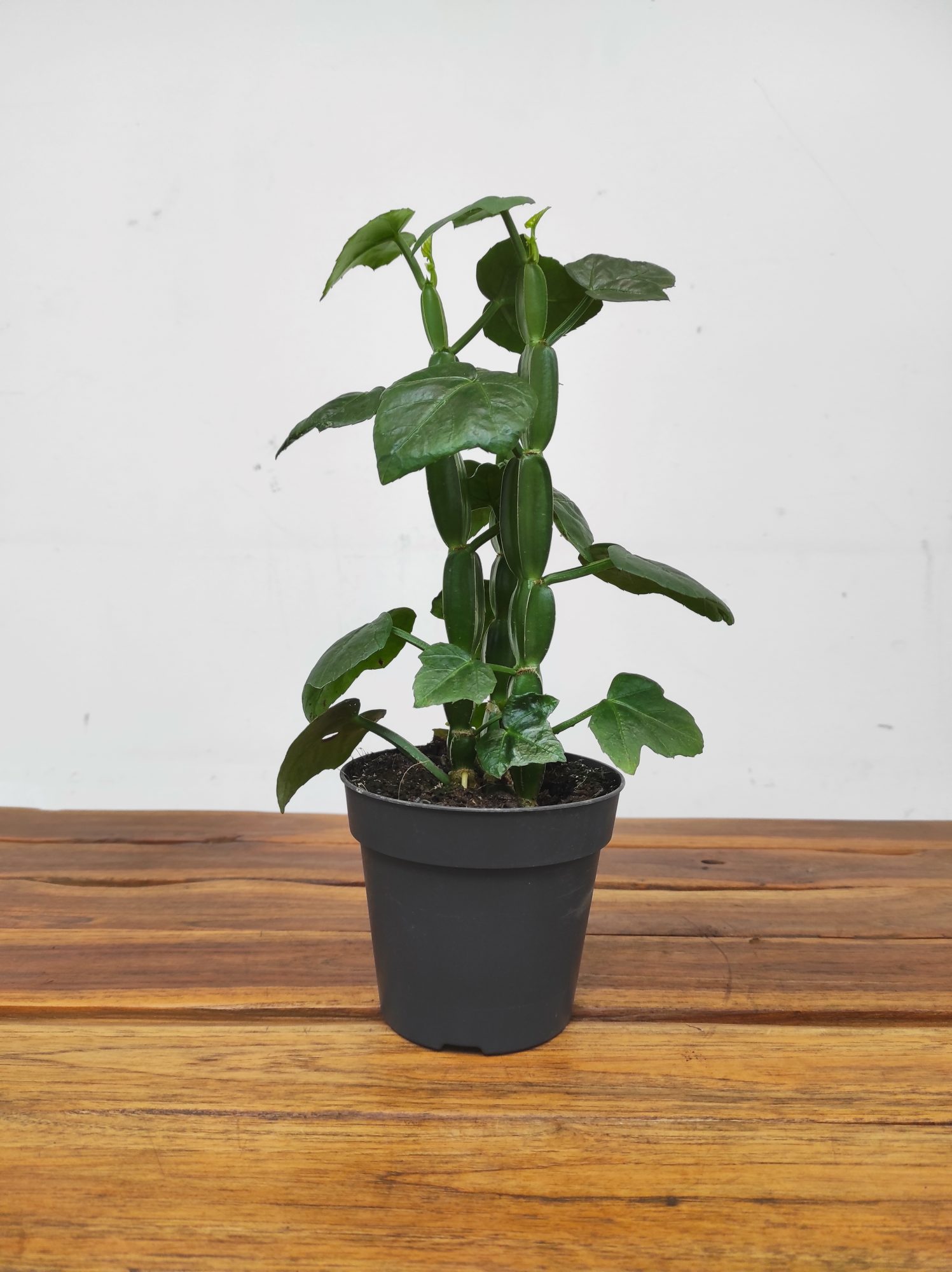 Cissus Quadrangularis - Image 2