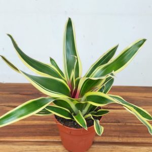 Neoregelia 'Franca'