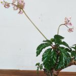 Begonia Carolineifolia 'Highlander'