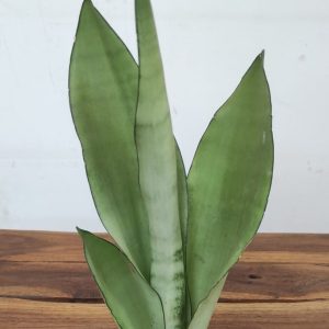 Sansevieria Trifasciata 'Moonshine'