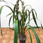 Cymbidium Flor Grande 2 Hastes - Castanho