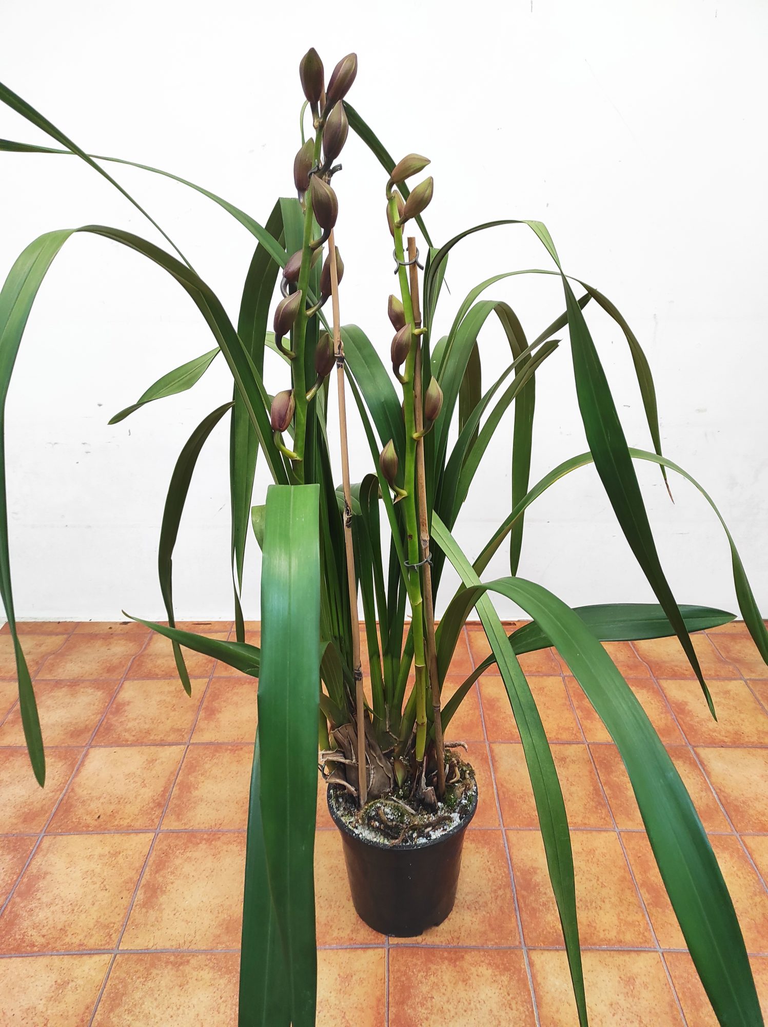Cymbidium Flor Grande 2 Hastes - Castanho