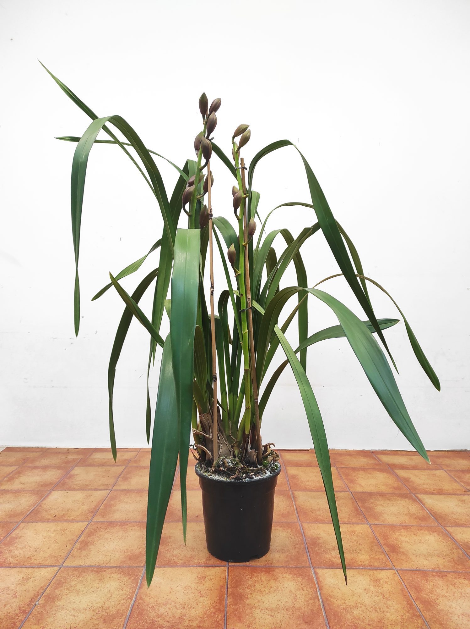 Cymbidium Flor Grande 2 Hastes - Castanho - Image 2