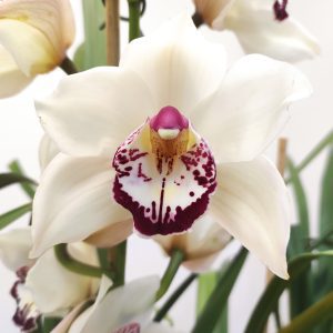 Cymbidium Flor Grande 2 Hastes
