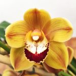 Cymbidium Flor Grande 3 Hastes