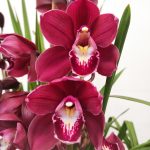 Cymbidium Flor Grande 5 Hastes
