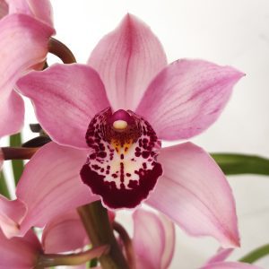 Cymbidium Flor Grande 4 Hastes