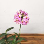 Epidendrum Radicans V.9