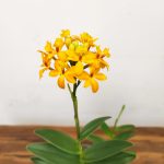 Epidendrum Radicans V.9