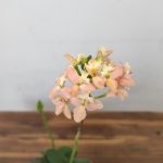 Epidendrum Radicans V.9