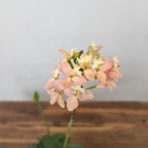 Epidendrum Radicans V.9