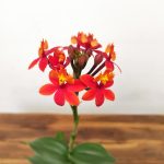 Epidendrum Radicans V.9