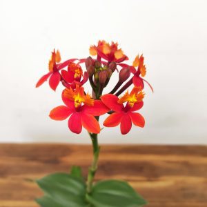 Epidendrum Radicans V.9